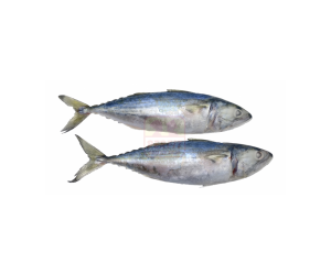 Indian Mackerel Rastrelliger kanagurta 1kg